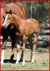 Dominates Image x Thats Y Im Cool 2011 Filly 1840.jpg